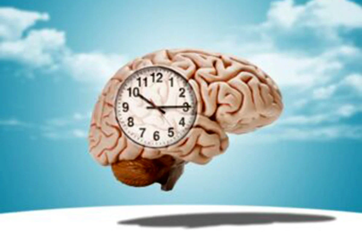 شوک علمی: مغز انسان تا ۳۲ سالگی کامل نمیشود شوک علمی: مغز انسان تا ۳۲ سالگی کامل نمیشود