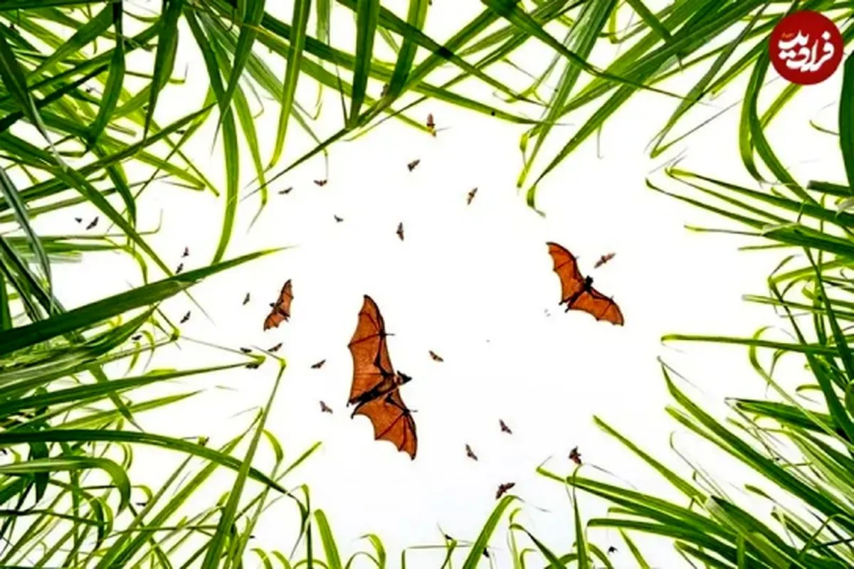 ۷ لحظۀ استثنایی «حیات وحش» از قاب دوربین بهترین عکاسان طبیعت در جهان | خبر فوری