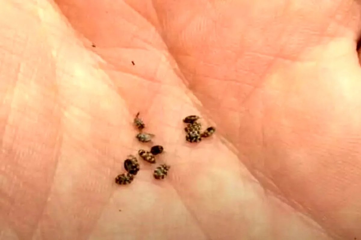 سوسک فرش چیست و از کجا میاد؟ سوسک فرش چیست و از کجا میاد؟