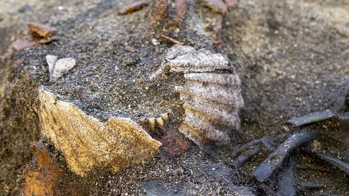 کشف باورنکردنی از عصر وایکینگها؛ آیینی که تاریخ را دوباره مینویسد کشف باورنکردنی از عصر وایکینگها؛ آیینی که تاریخ را دوباره مینویسد