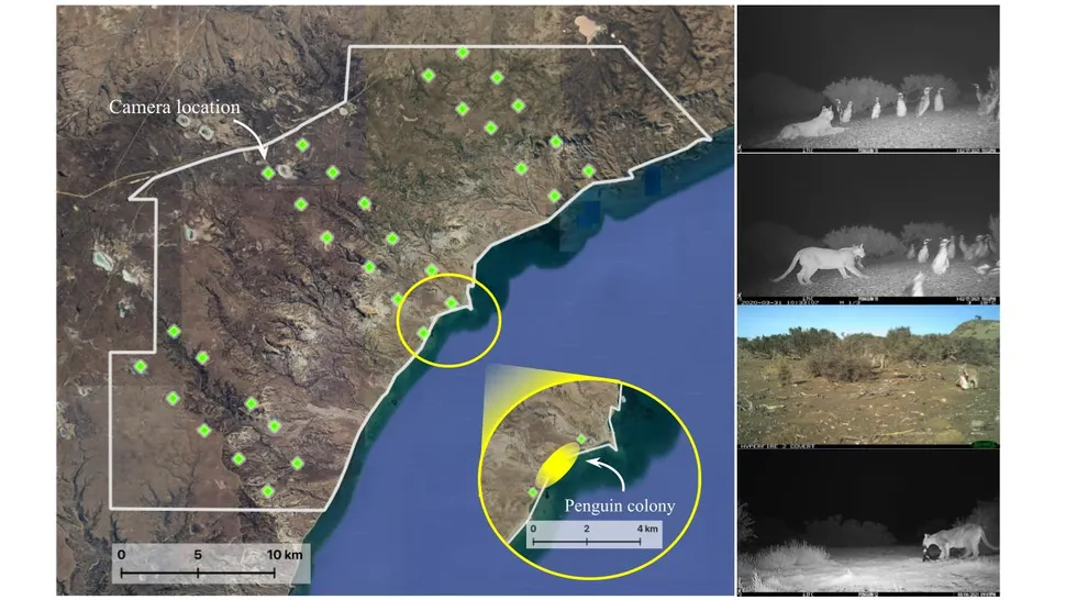 پوماها وارد قلمرو پنگوئن‌ها شدند؛ اما همه‌چیز مطابق انتظار نیست