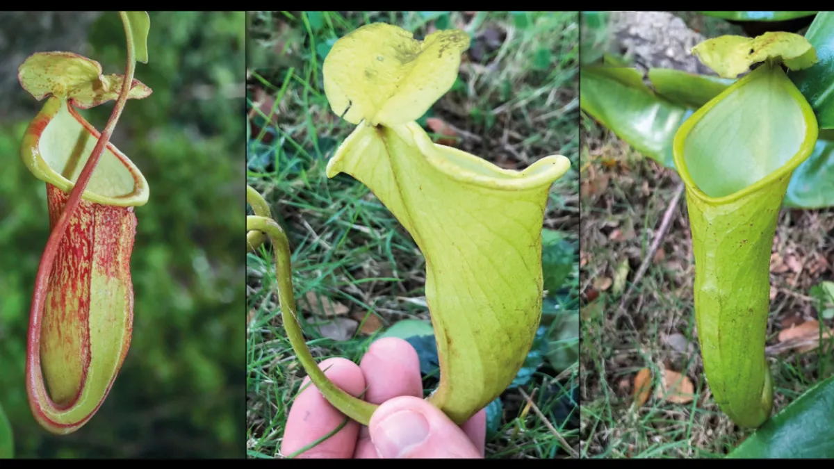 کمتر از ۵۰ نمونه در جهان؛ گیاه گوشت‌خوار نادر در آستانه انقراض