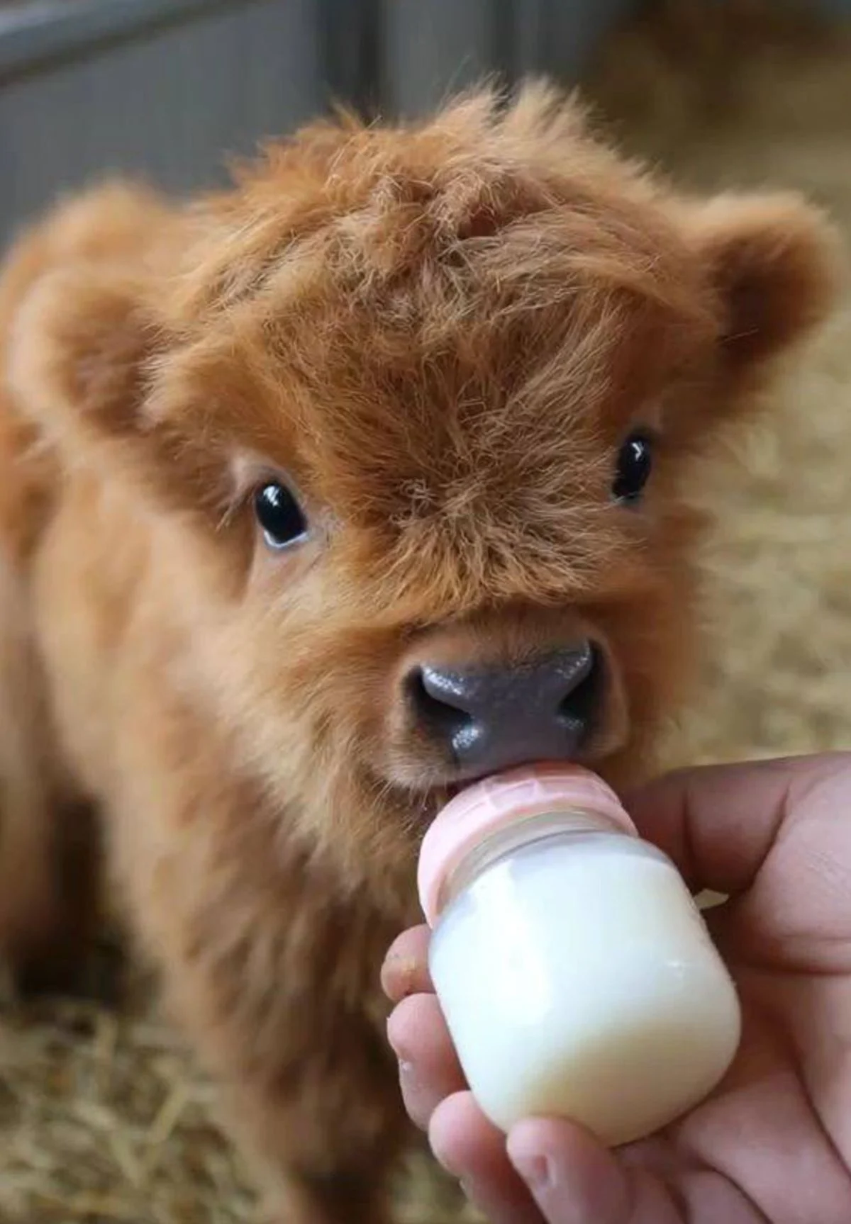 این پشمالوهای بامزه چرا دل همه را برده‌اند؟