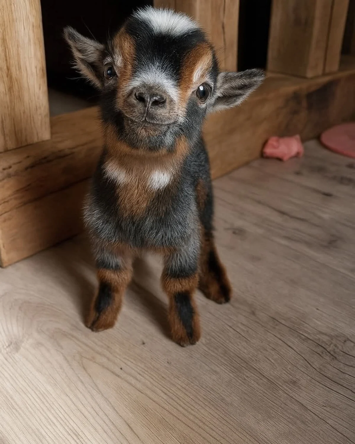 این پشمالوهای بامزه چرا دل همه را برده‌اند؟