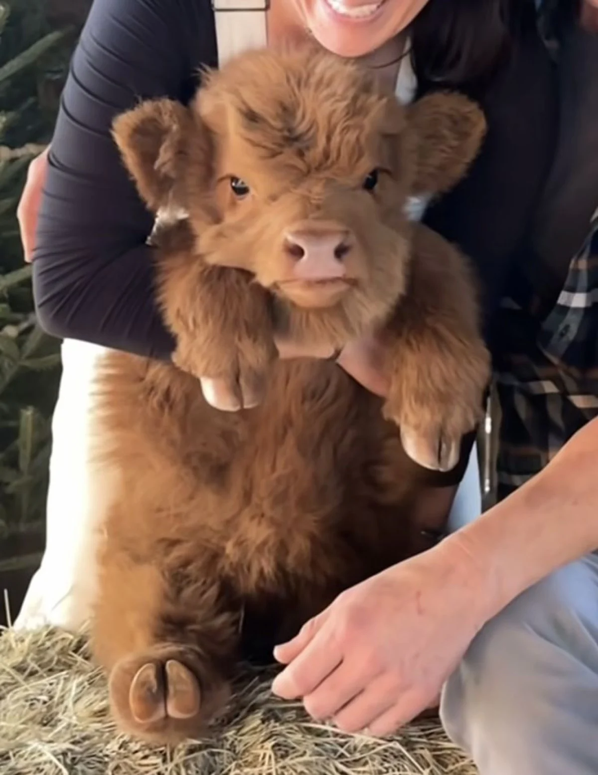 این پشمالوهای بامزه چرا دل همه را برده‌اند؟