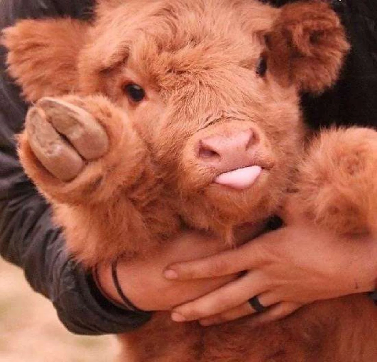 این پشمالوهای بامزه چرا دل همه را برده‌اند؟