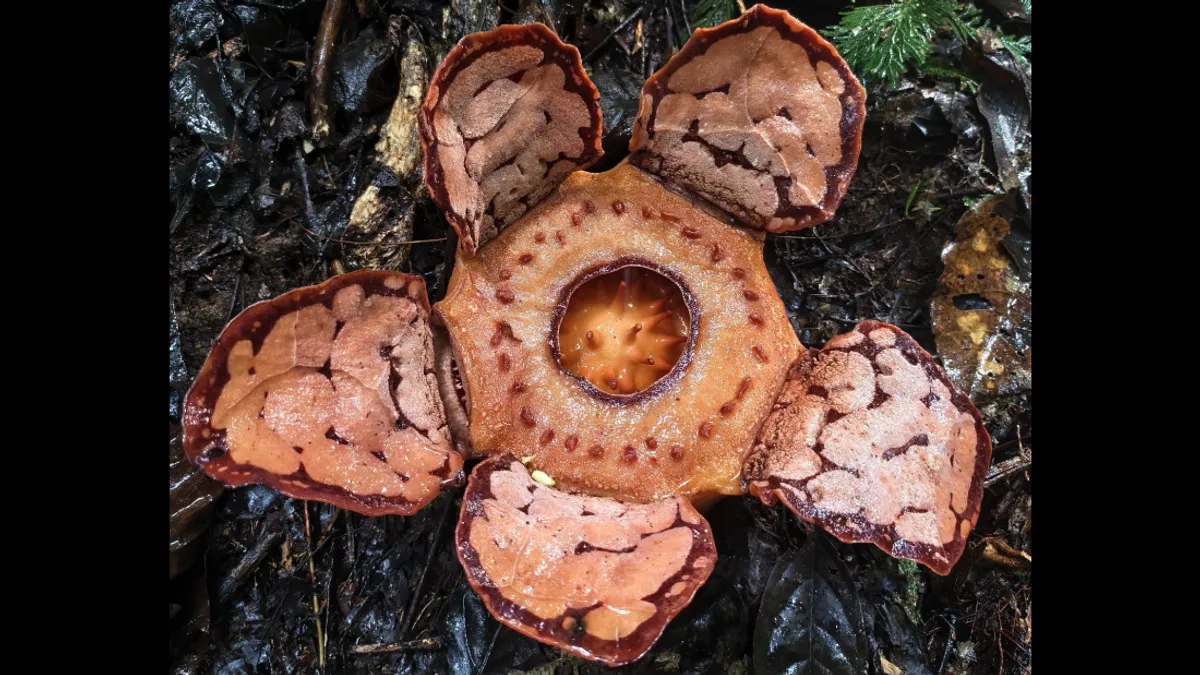 گیاهانی که شبیه فیلم‌های ترسناک‌اند؛ اما واقعی هستند