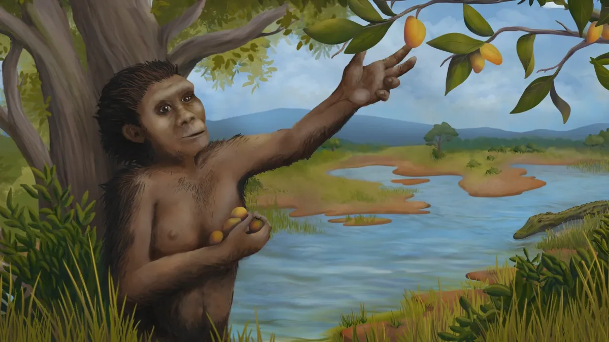 کشفی تازه درباره نیاکان انسان؛ لوسی هم درخت‌نورد بود هم دوپا